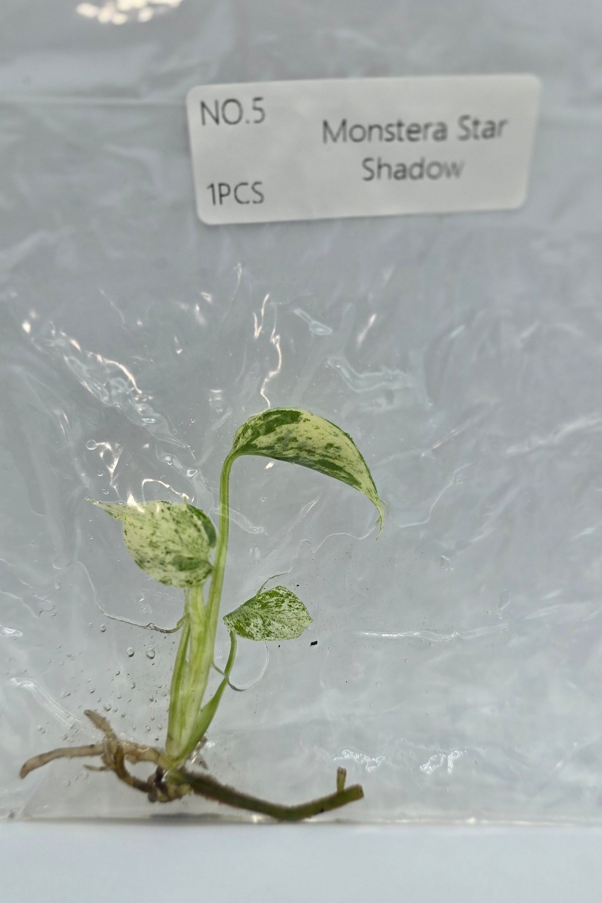 Monstera Star Shadow Variegata TC