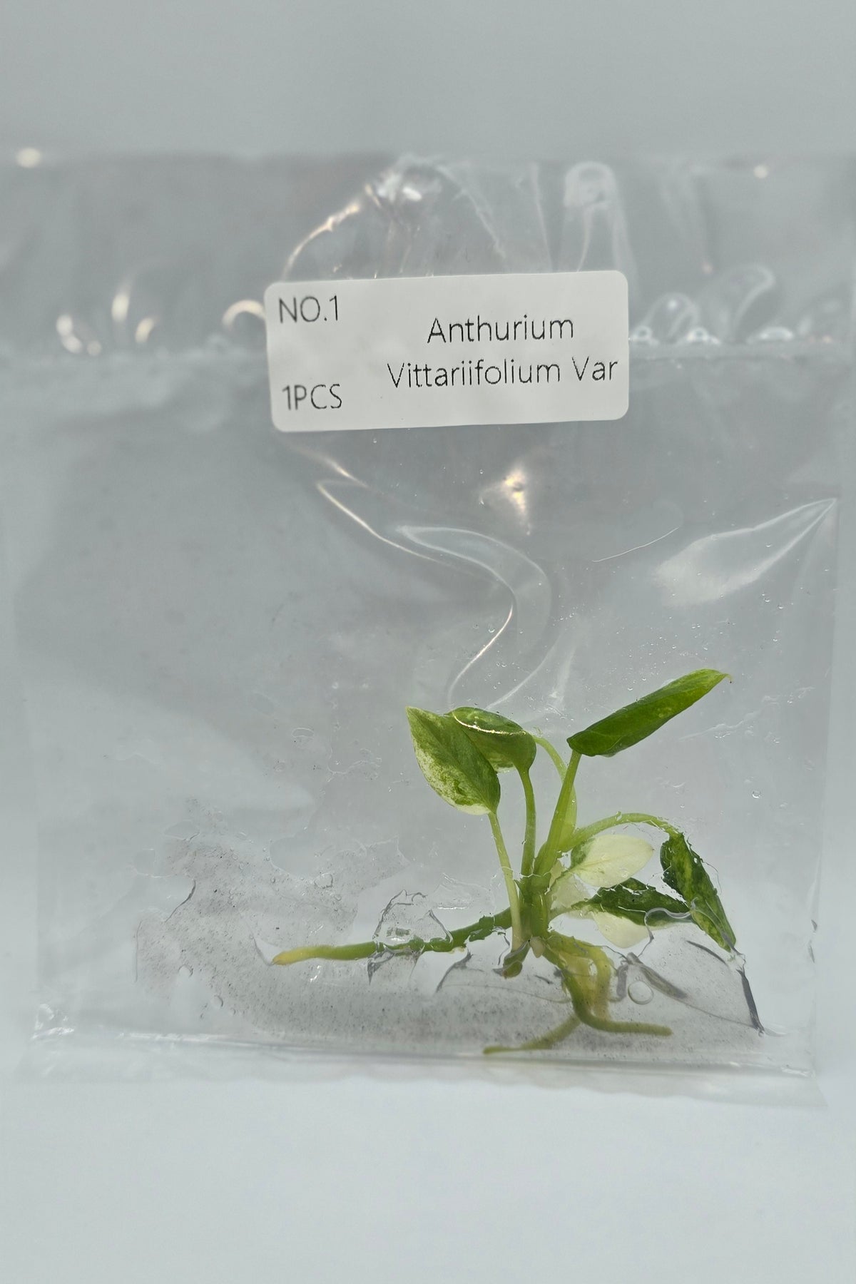 Anthurium Vittarifolium Variegata TC