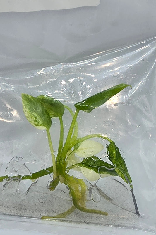 Anthurium Vittarifolium Variegata TC