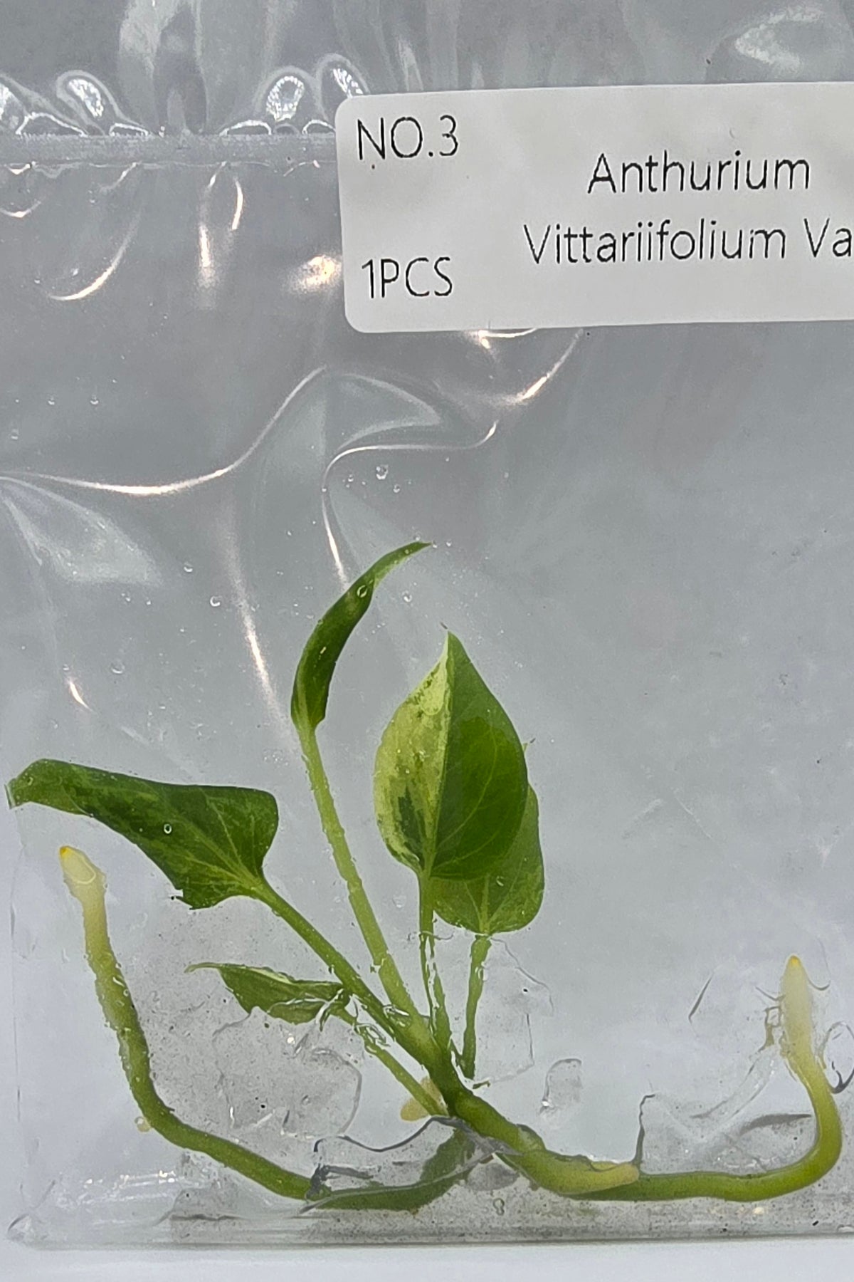 Anthurium Vittarifolium Variegata TC