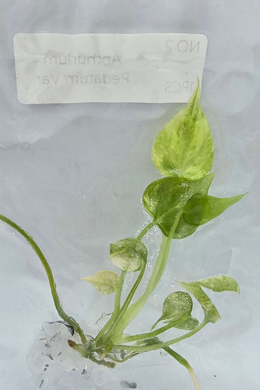 Anthurium Pedatum Variegata TC
