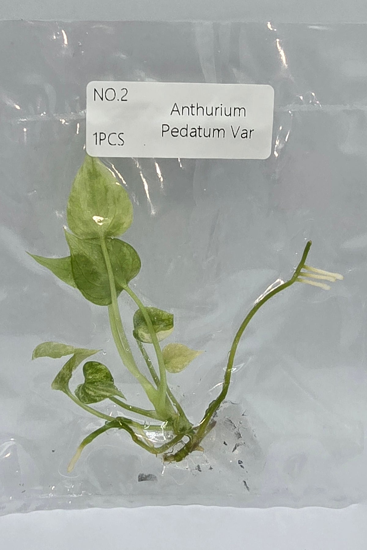 Anthurium Pedatum Variegata TC