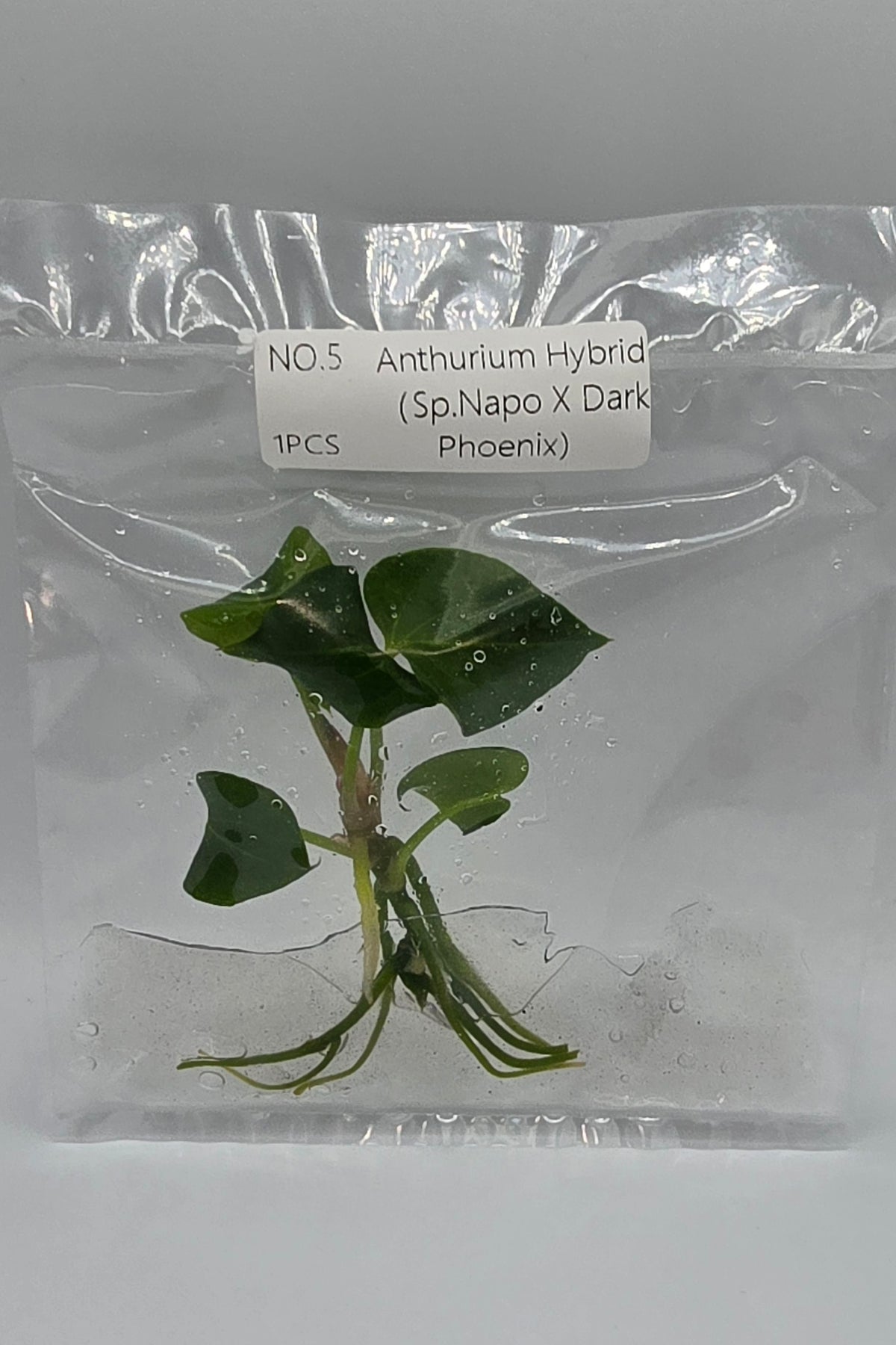 Anthurium Hybrid Napo × Dark Phoenix TC