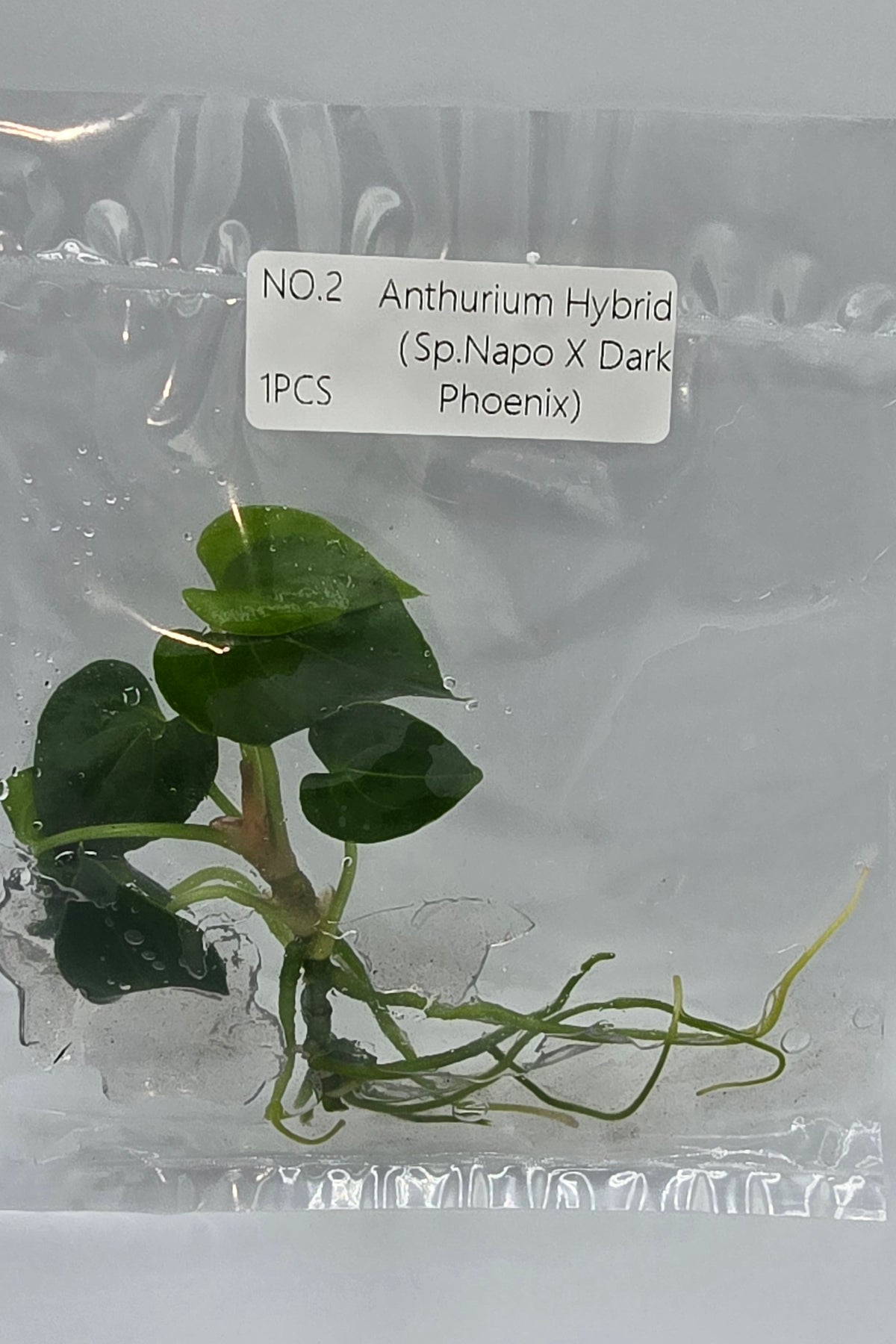 Anthurium Hybrid Napo × Dark Phoenix TC