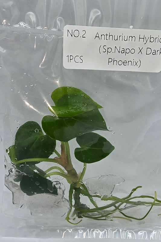 Anthurium Hybrid Napo × Dark Phoenix TC