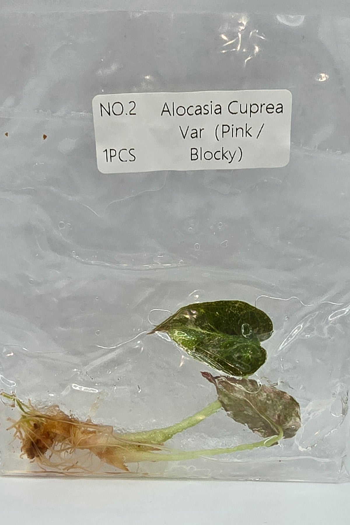Alocasia Cuprea Pink Blocky Variegata TC