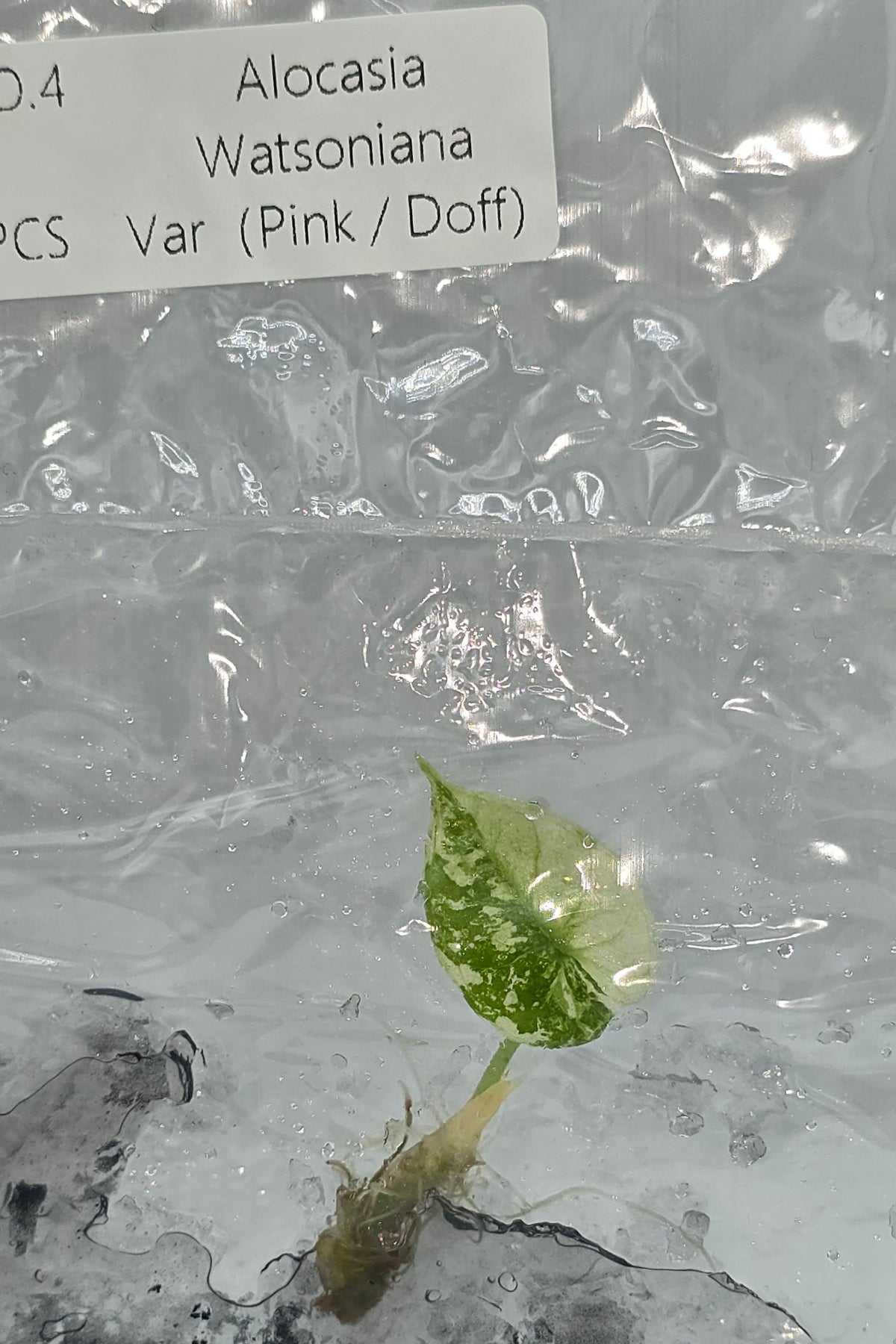 Alocasia Watsoniana Pink Doff Variegata TC