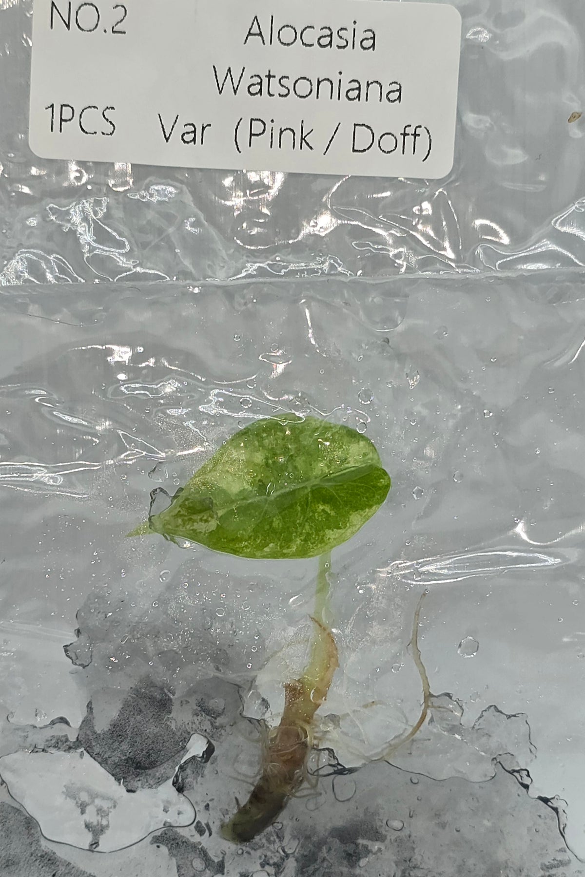Alocasia Watsoniana Pink Doff Variegata TC
