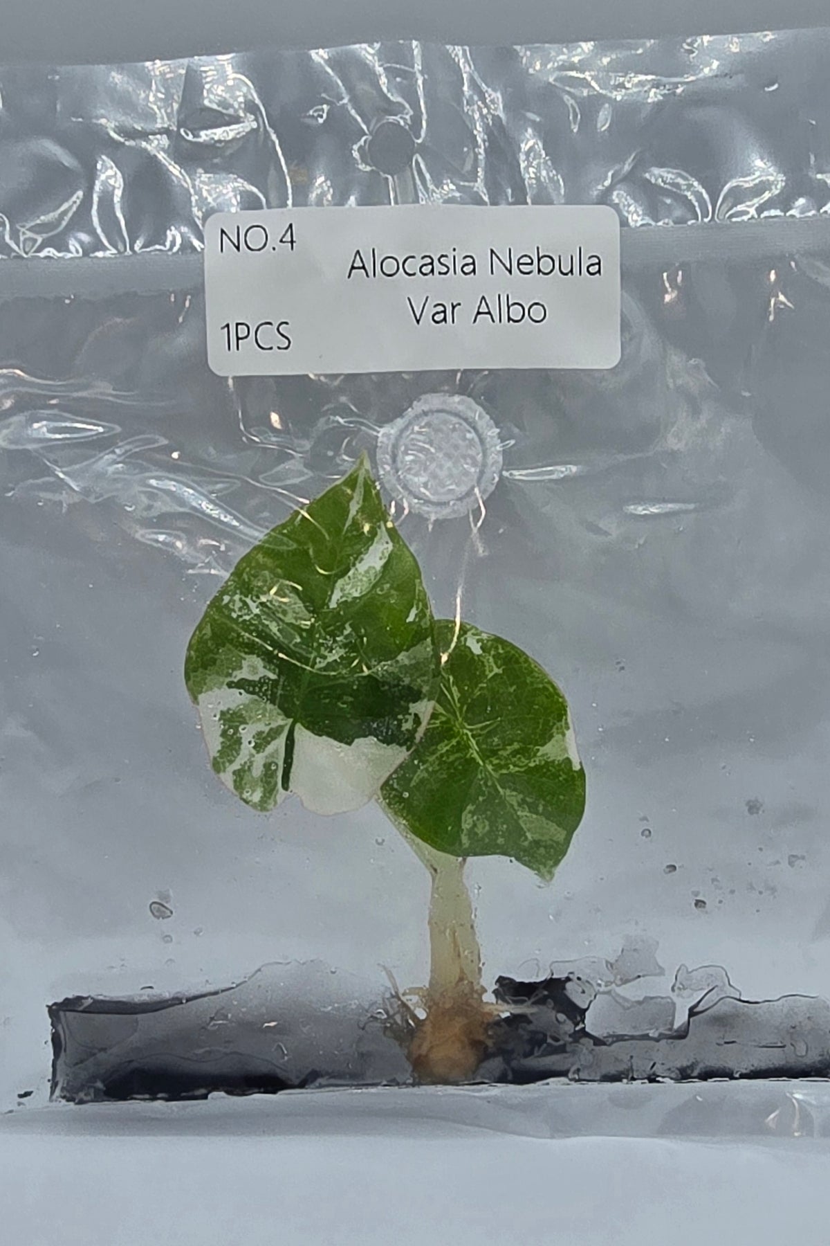 Alocasia Nebula Albo Variegata TC – Freie Auswahl