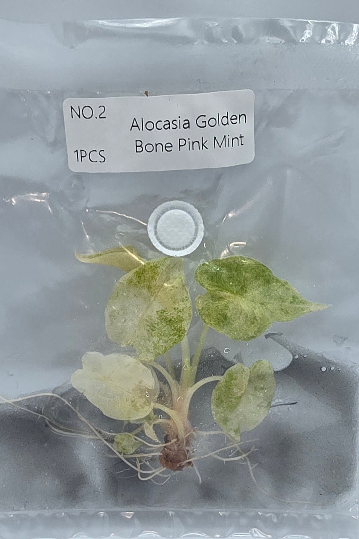 Alocasia Golden Bone Pink Mint Variegata TC
