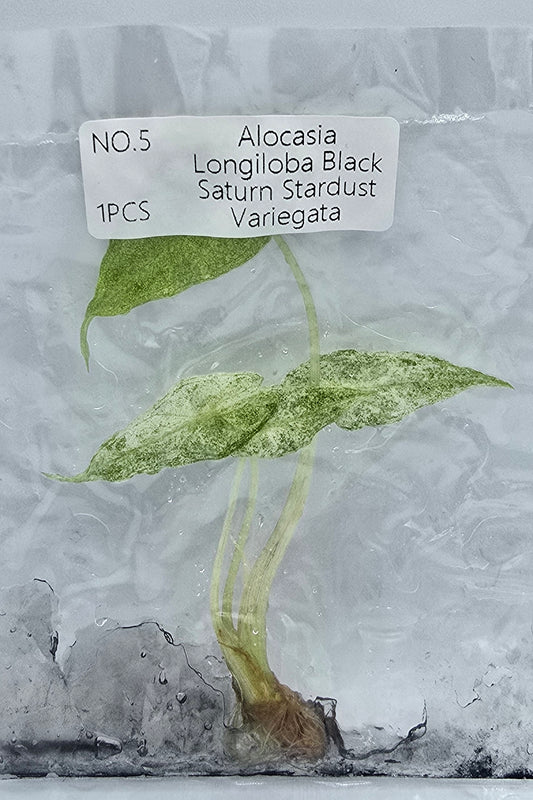 Alocasia Longiloba Black Satun Stardust Variegata