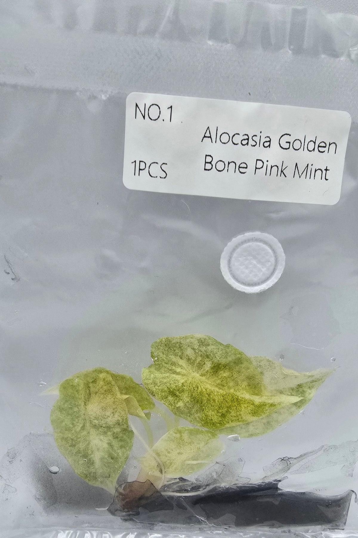 Alocasia Golden Bone Pink Mint Variegata TC