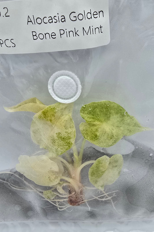 Alocasia Golden Bone Pink Mint Variegata TC