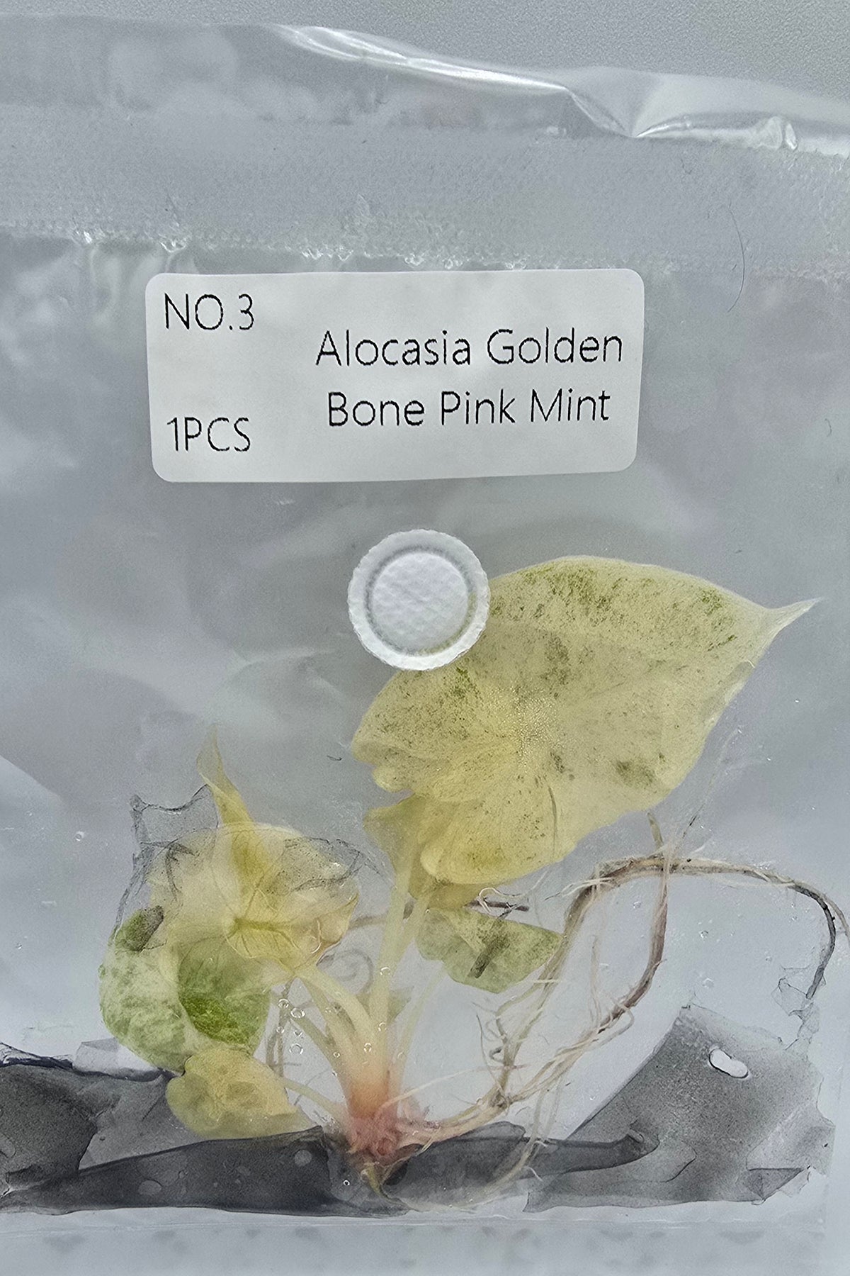 Alocasia Golden Bone Pink Mint Variegata TC