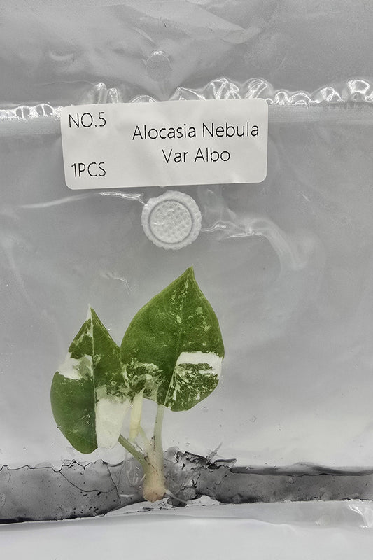 Alocasia Nebula Albo Variegata TC – Freie Auswahl