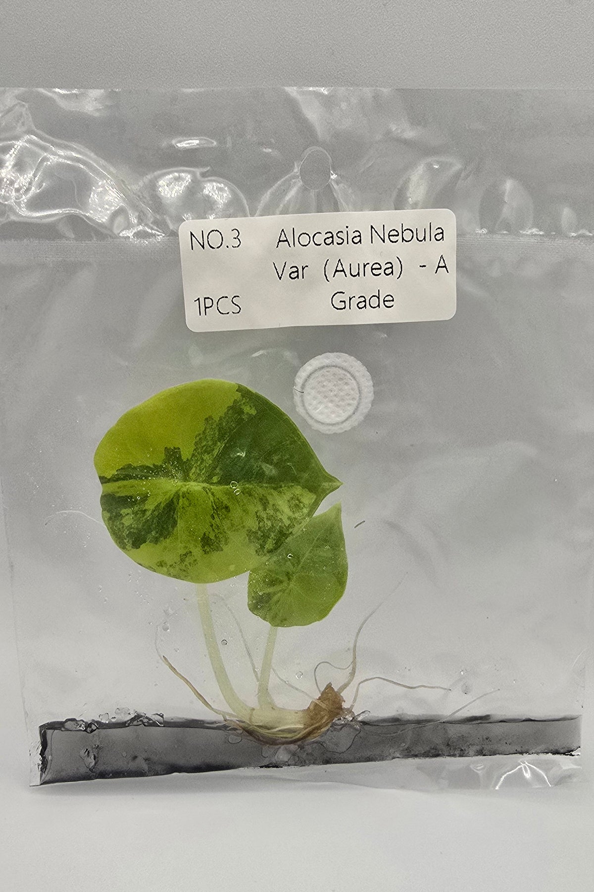 Alocasia Nebula Aurea Variegata TC – Freie Auswahl