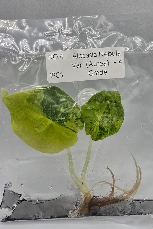 Alocasia Nebula Aurea Variegata TC – Freie Auswahl