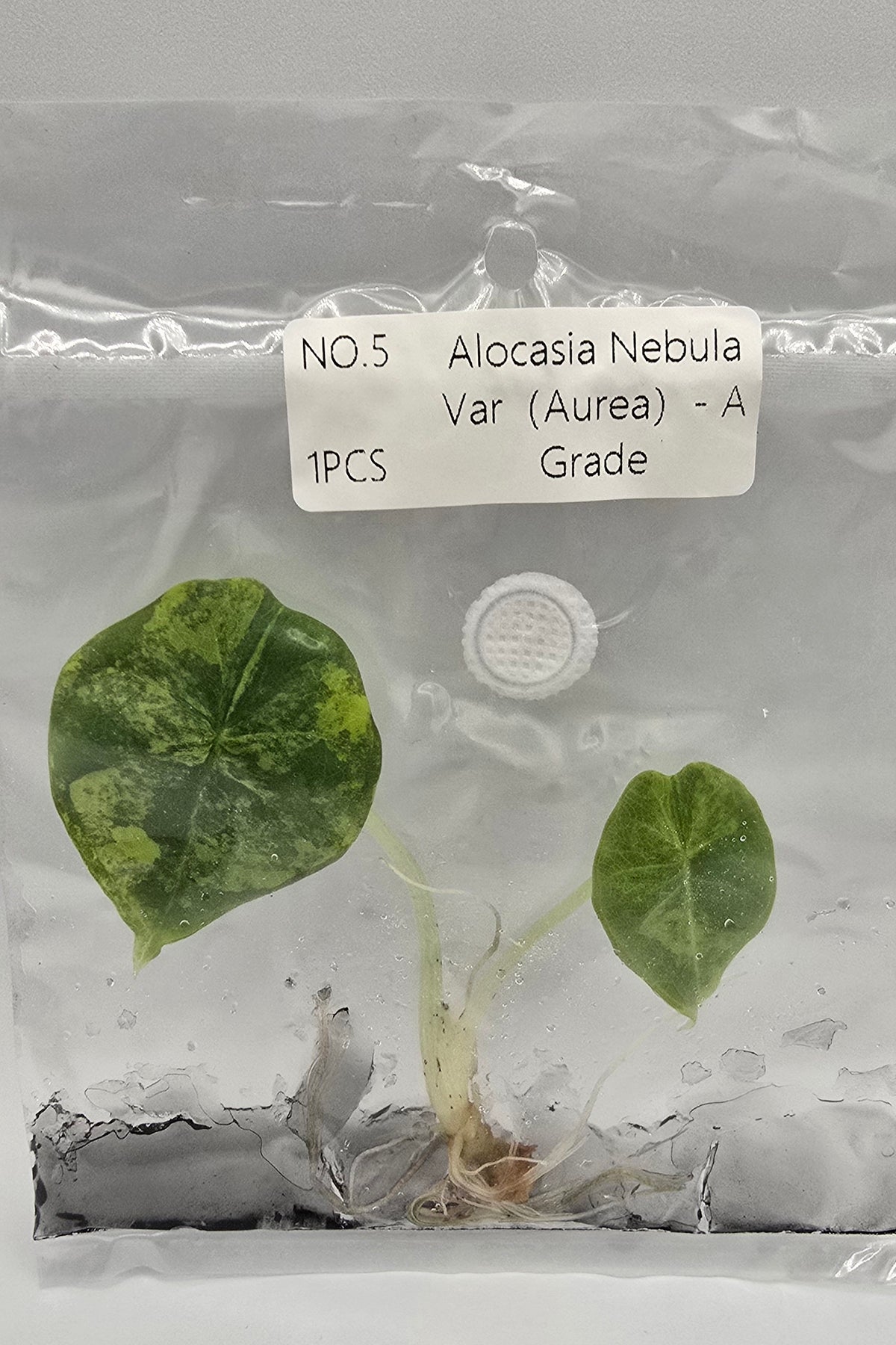Alocasia Nebula Aurea Variegata TC – Freie Auswahl