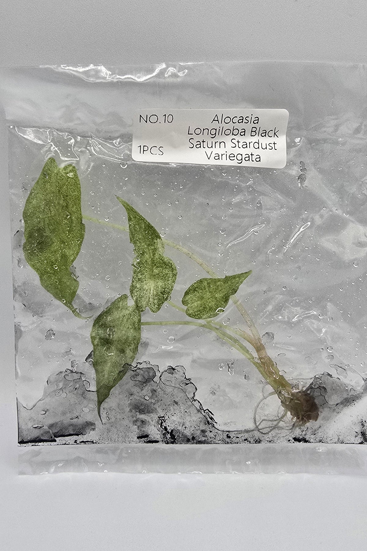 Alocasia Longiloba Black Satun Stardust Variegata