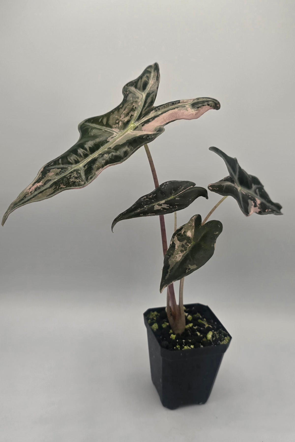 Alocasia Nobilis Pink Variegata