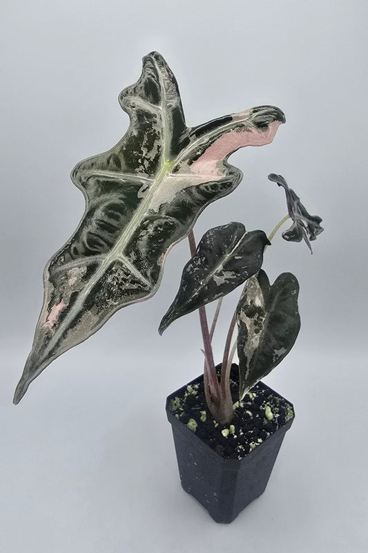 Alocasia Nobilis Pink Variegata