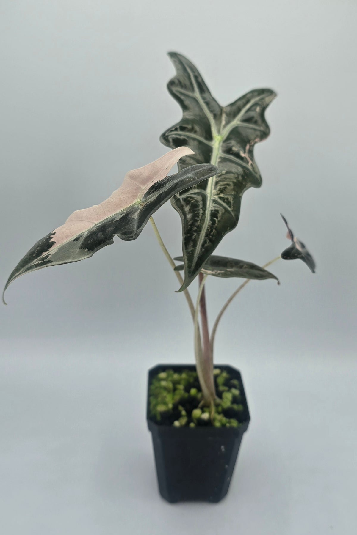 Alocasia Nobilis Pink Variegata