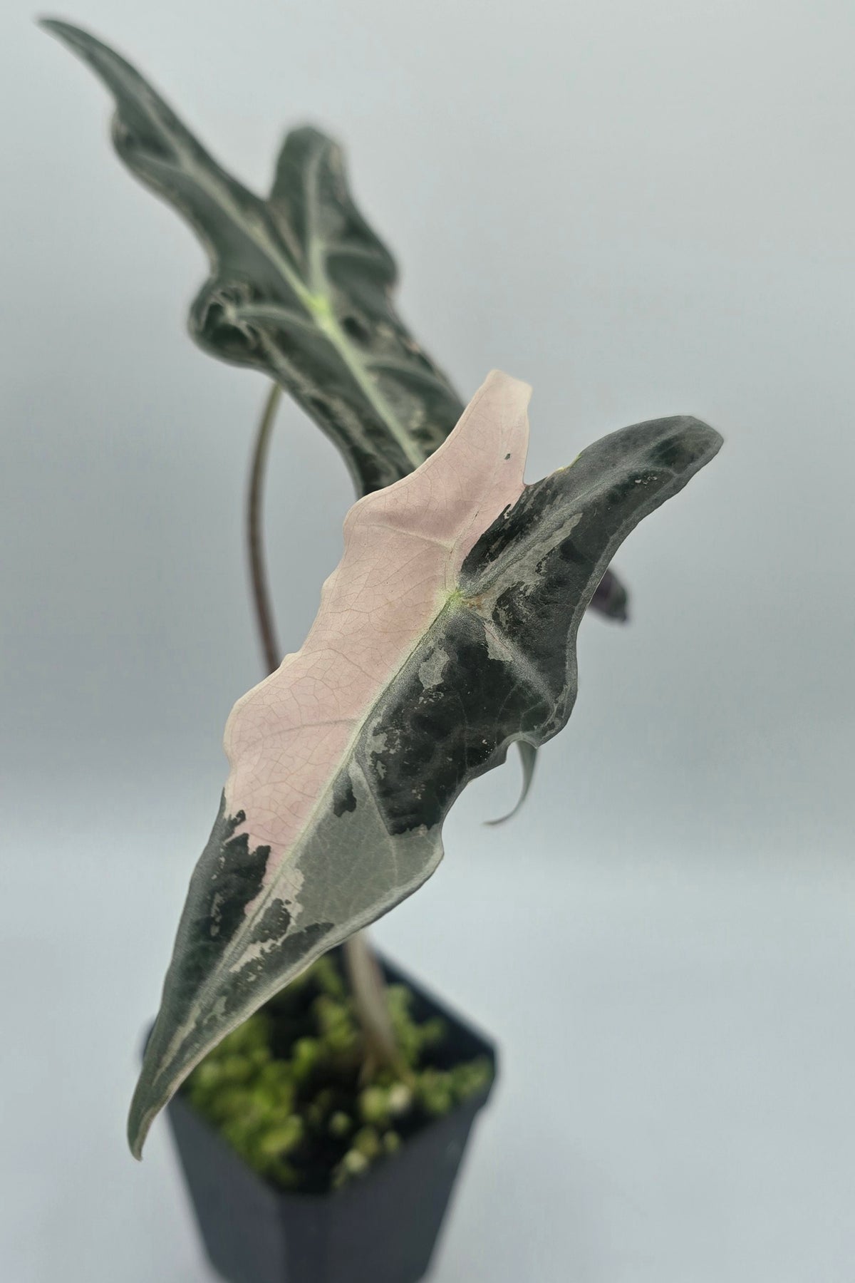 Alocasia Nobilis Pink Variegata