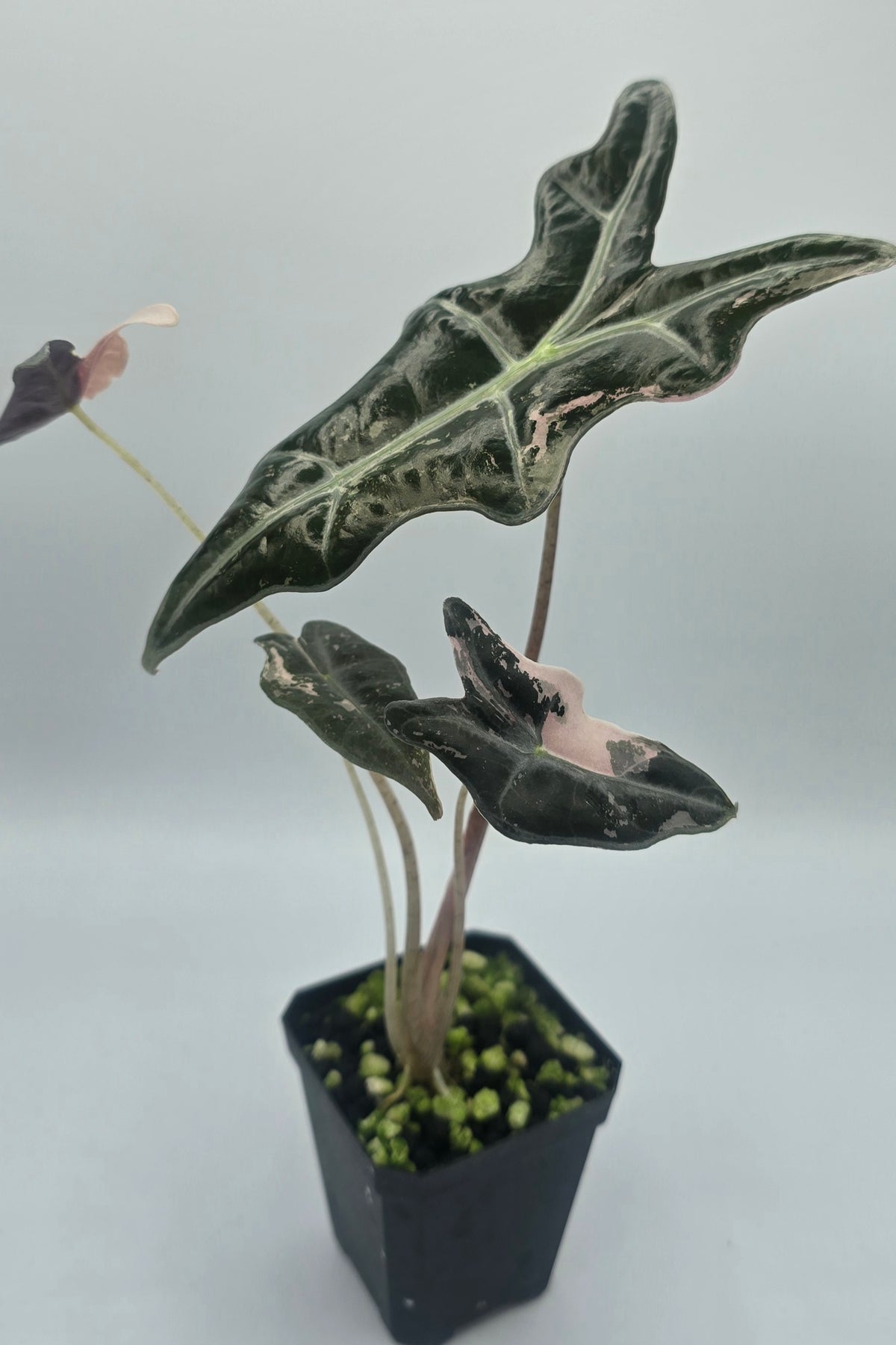 Alocasia Nobilis Pink Variegata