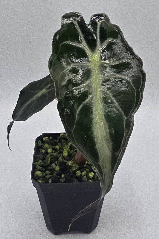 Alocasia Venom Baby