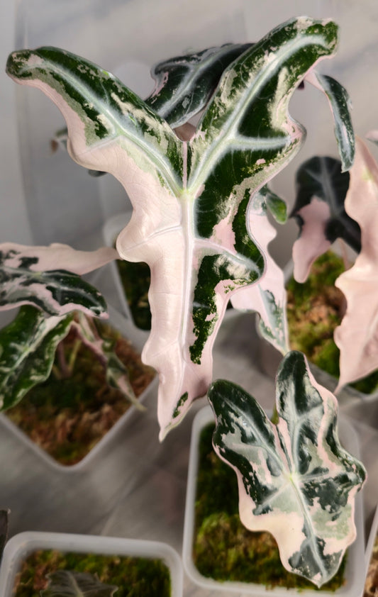 Alocasia Nobilis Rhizome