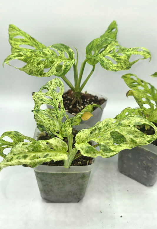 Monstera Frozen Freekles
