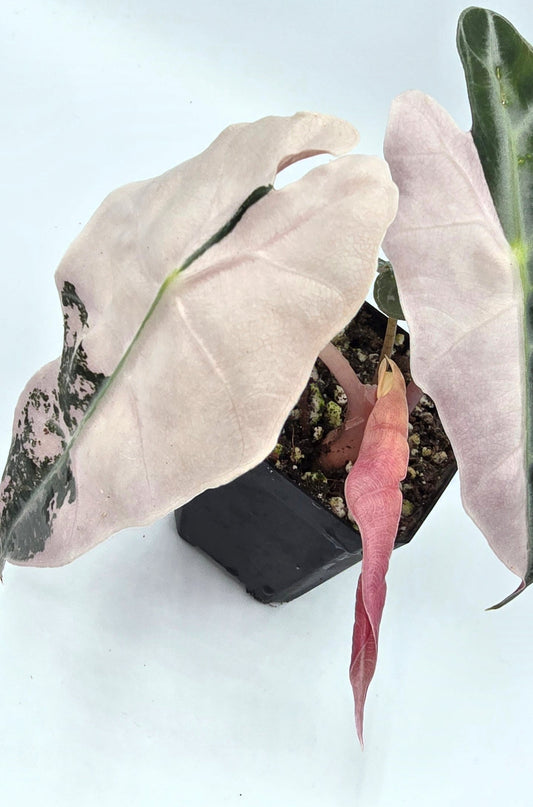 Alocasia Polly Pink Snow Superb Variegata Rhizome