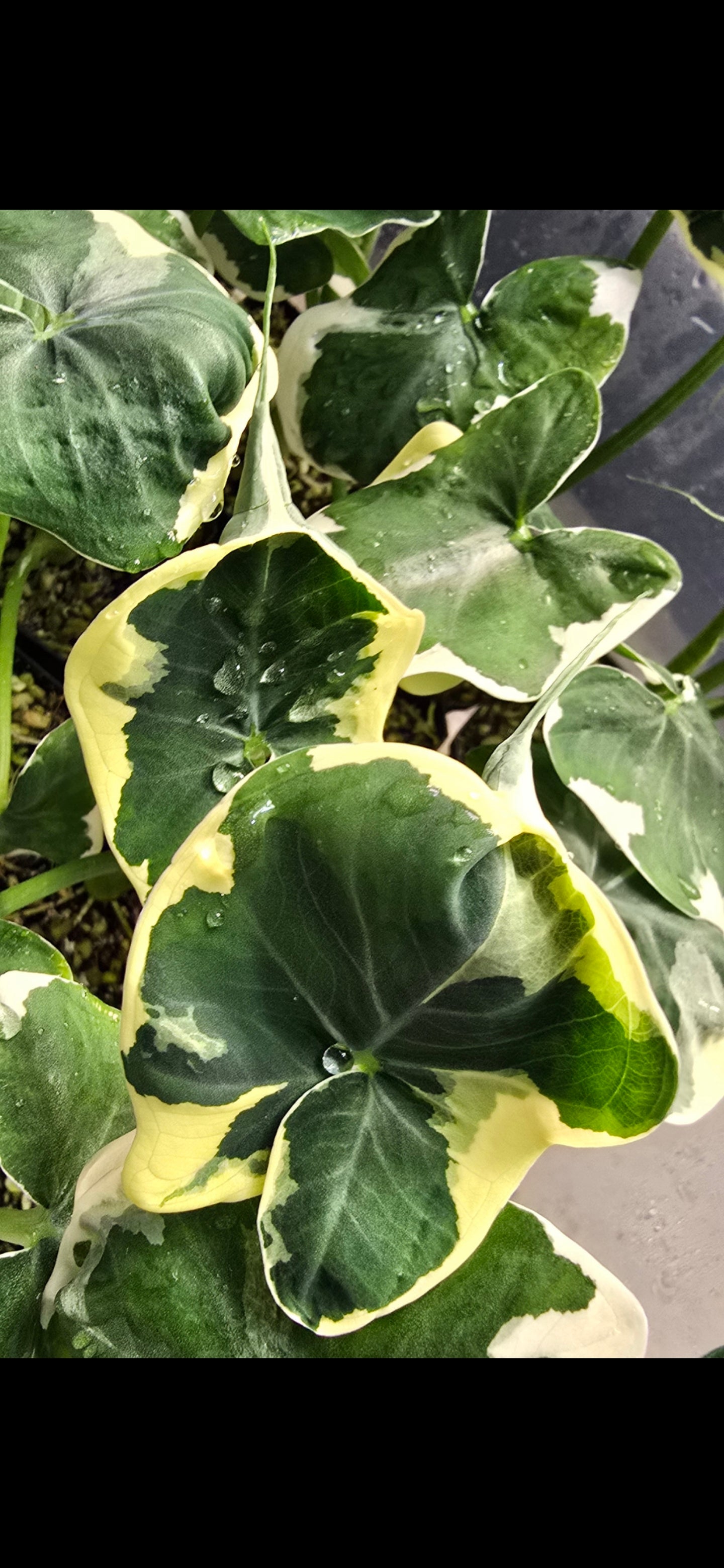Sale Alocasia Mickey Mouse Variegata (Xanthosoma sp.)