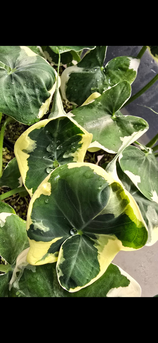 Sale Alocasia Mickey Mouse Variegata (Xanthosoma sp.)