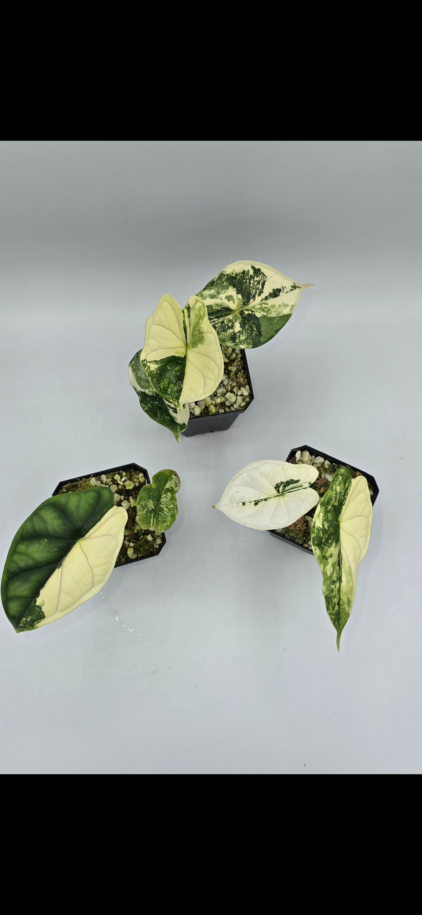 Alocasia Dragon Scale Albo Variegata