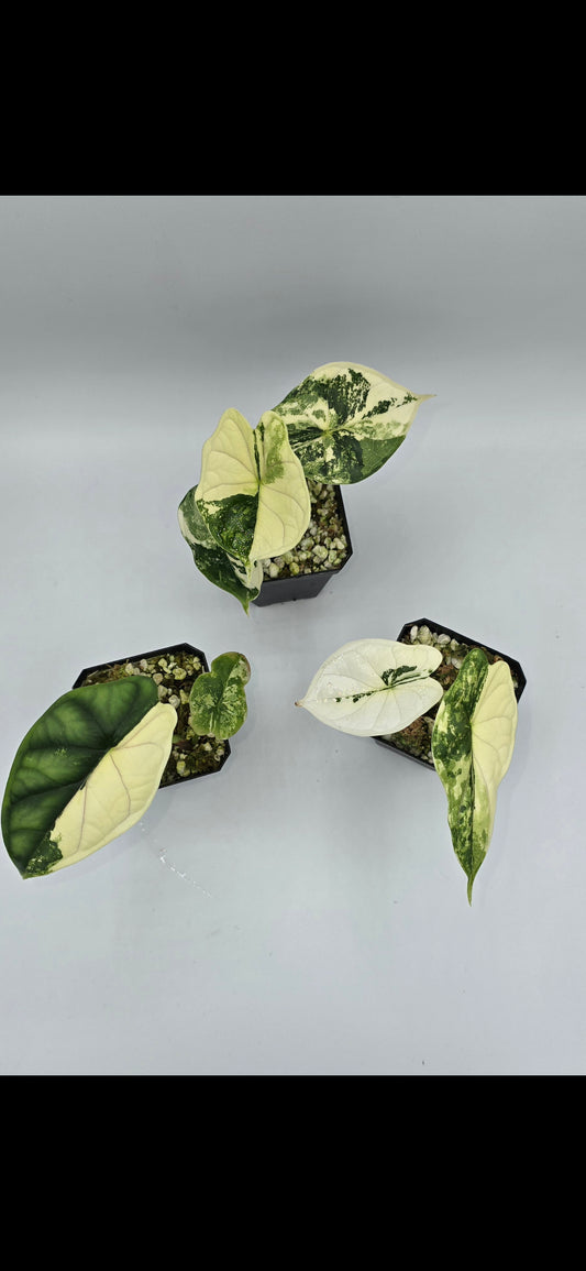Alocasia Dragon Scale Albo Variegata