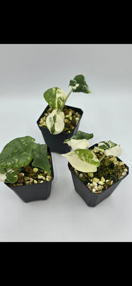 Alocasia Melo Albo Variegata