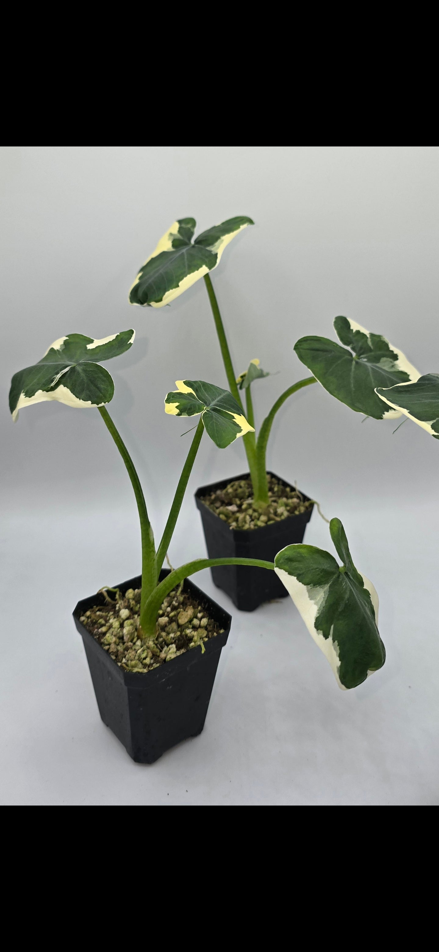 Sale Alocasia Mickey Mouse Variegata (Xanthosoma sp.)