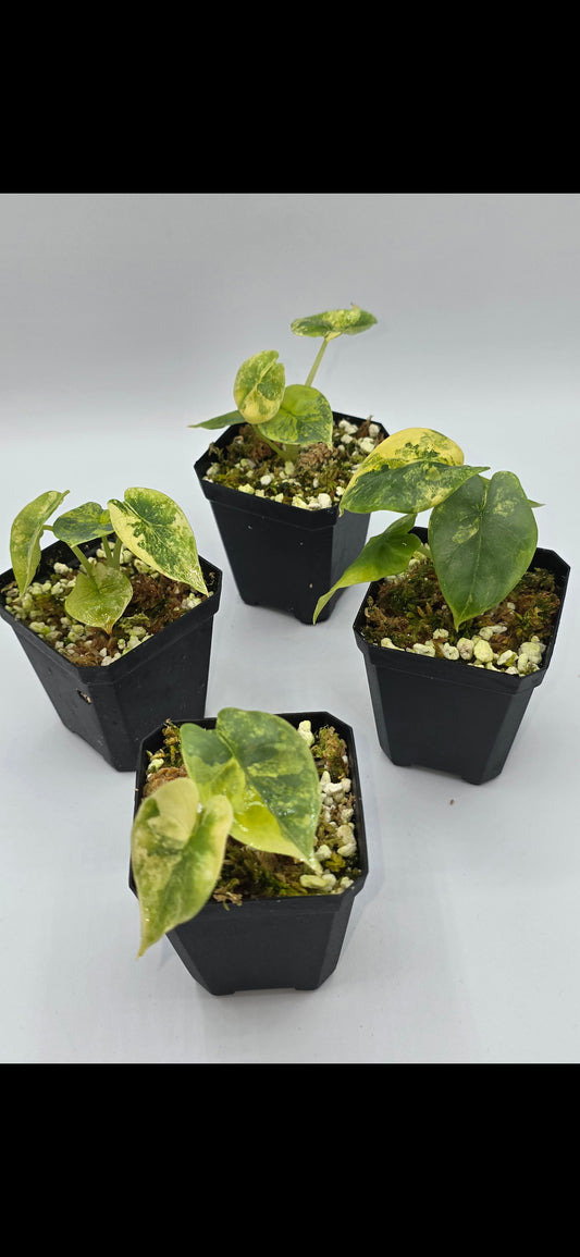 Alocasia Silver Dragon Aurea Variegata