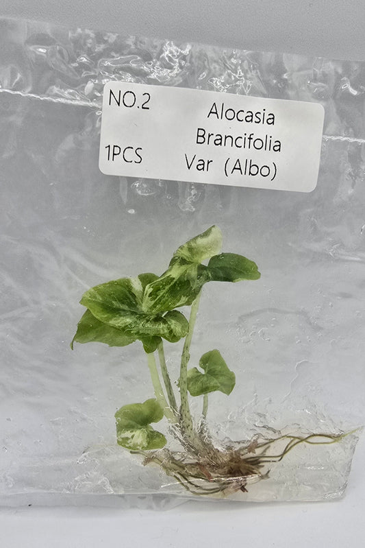 Alocasia Brancifolia Albo Variegata