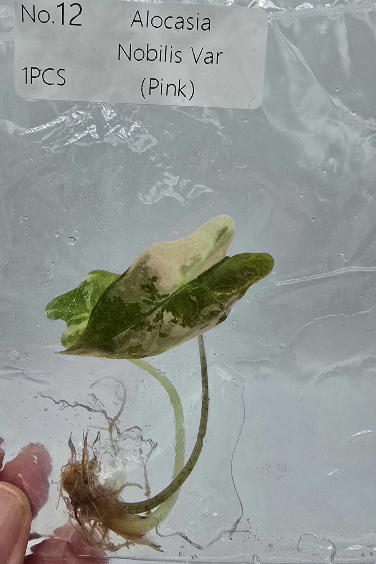 Sale Alocasia Nobilis Pink Variegata