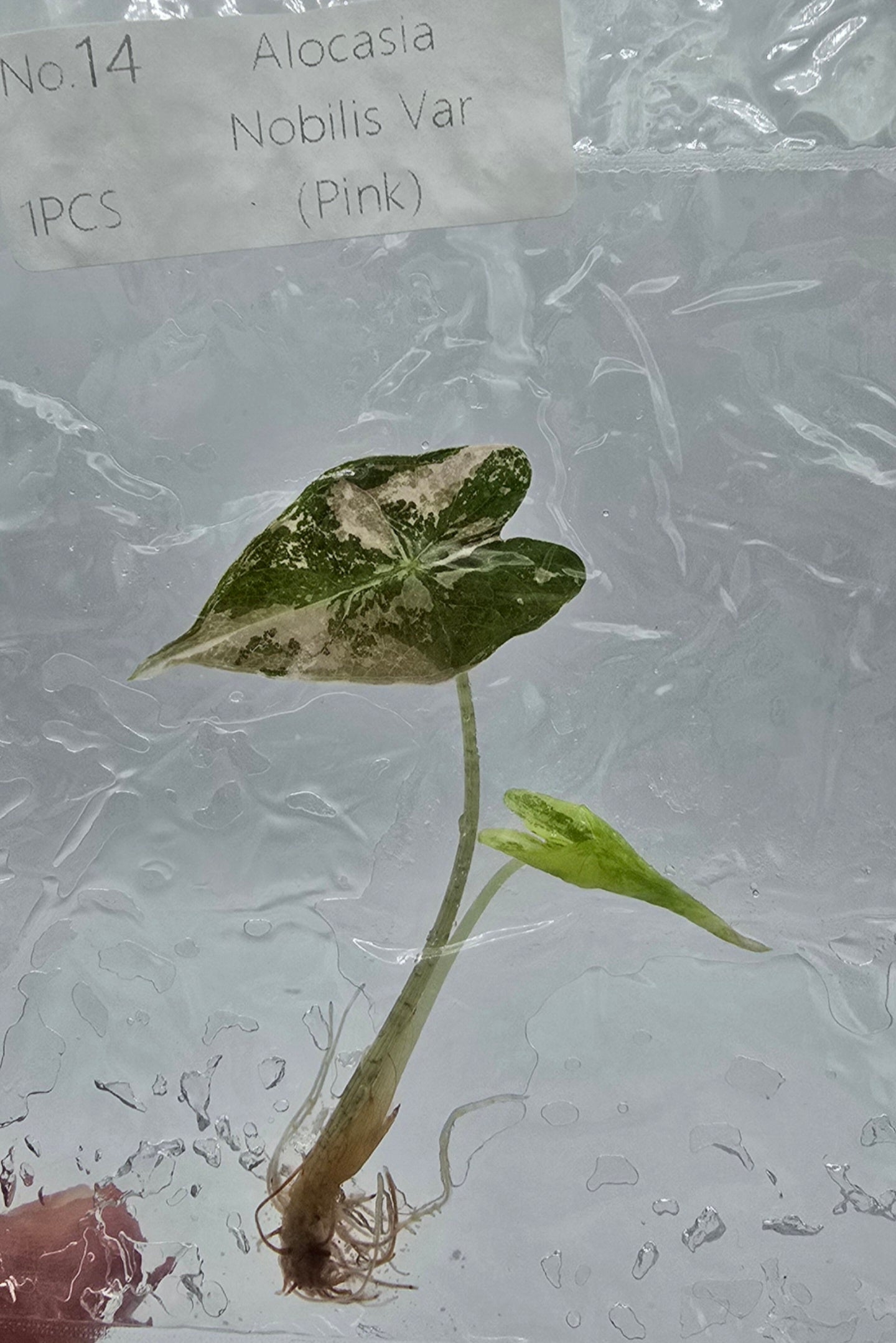 Sale Alocasia Nobilis Pink Variegata
