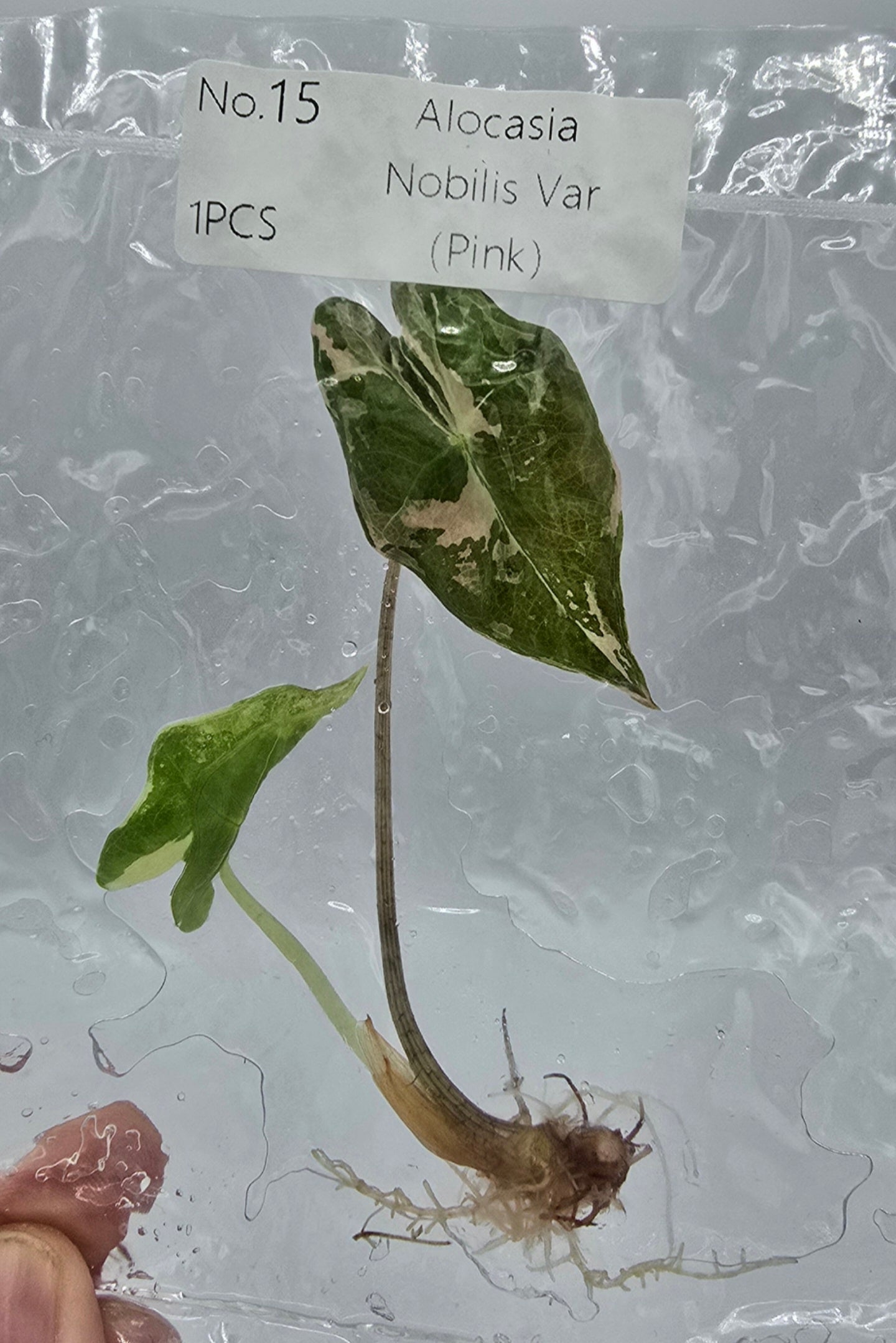 Sale Alocasia Nobilis Pink Variegata