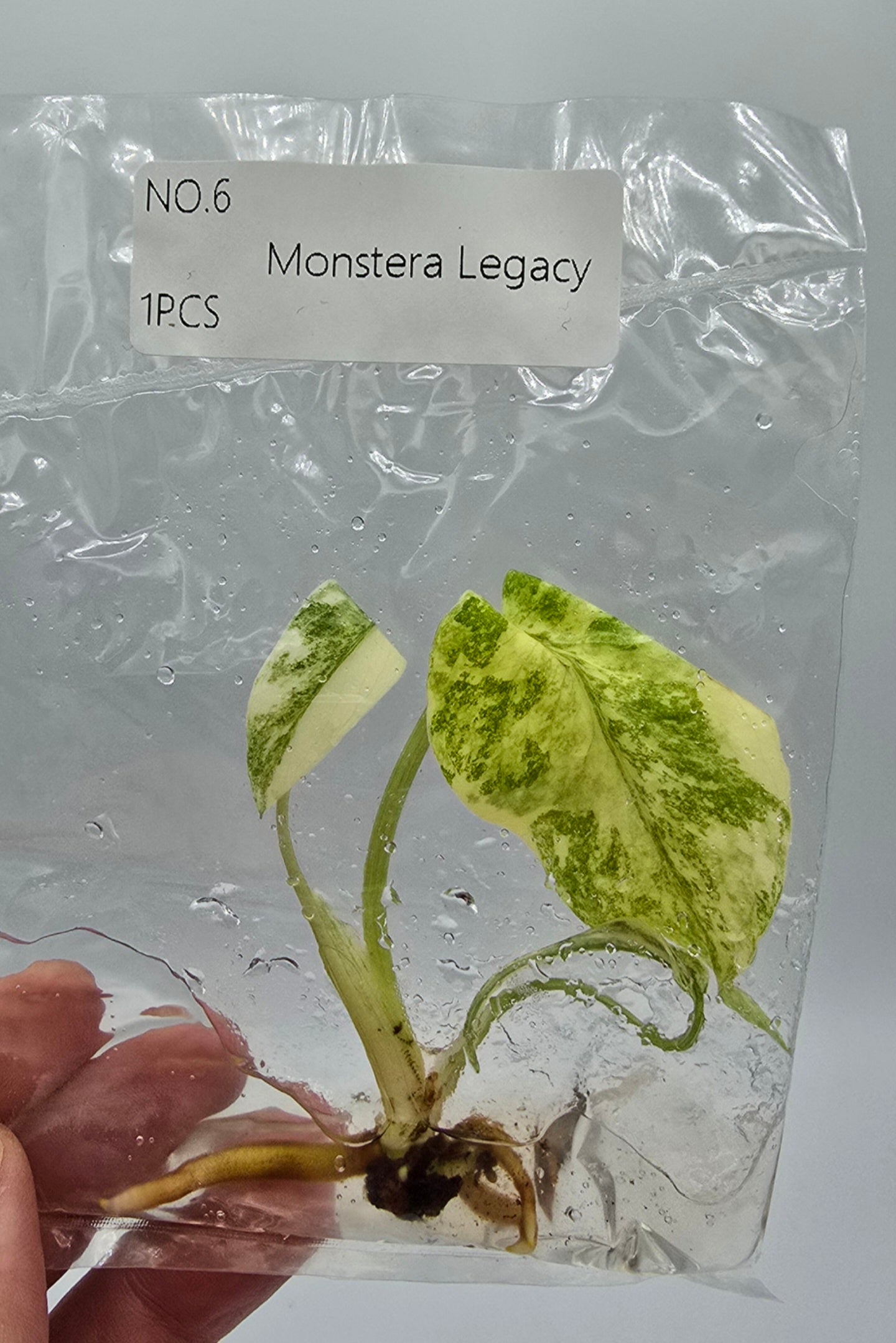 Monstera Legacy Variegata