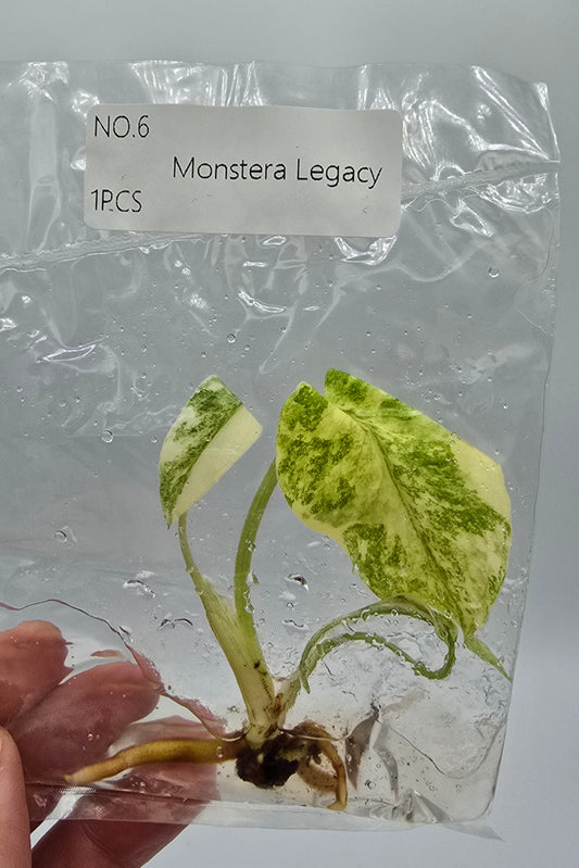 Monstera Legacy Variegata
