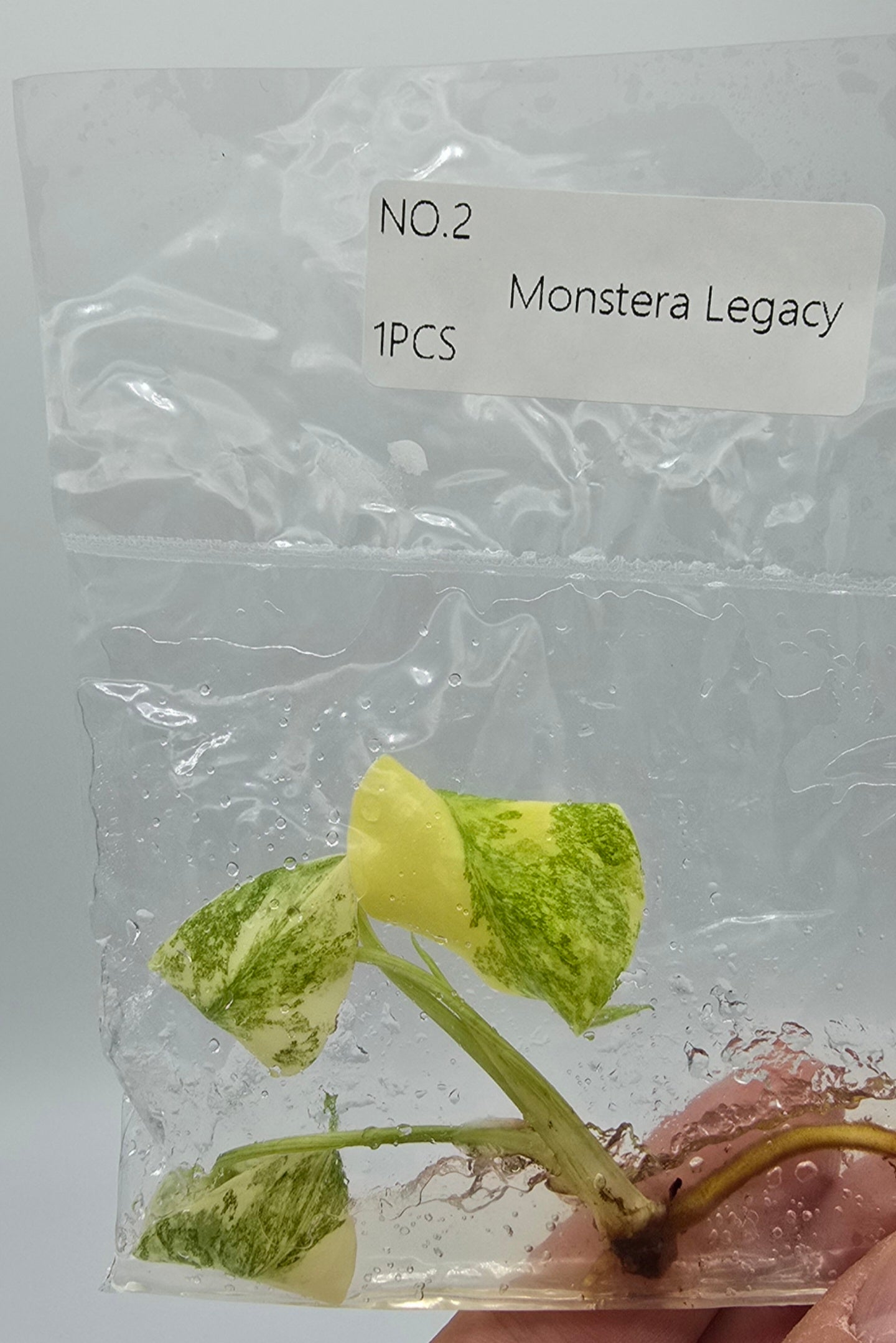 Monstera Legacy Variegata