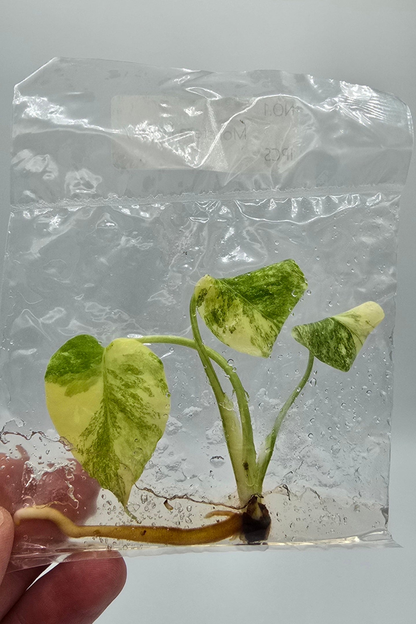 Monstera Legacy Variegata