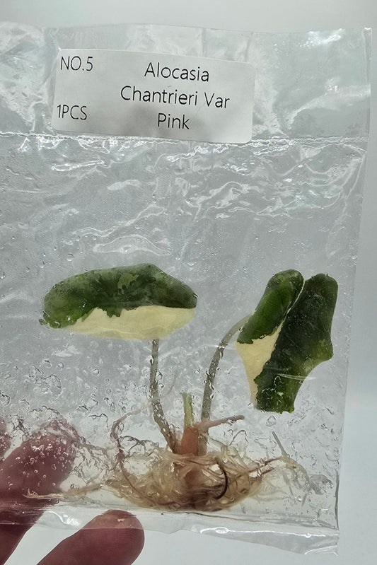 Alocasia Chantrieri Pink Variegata