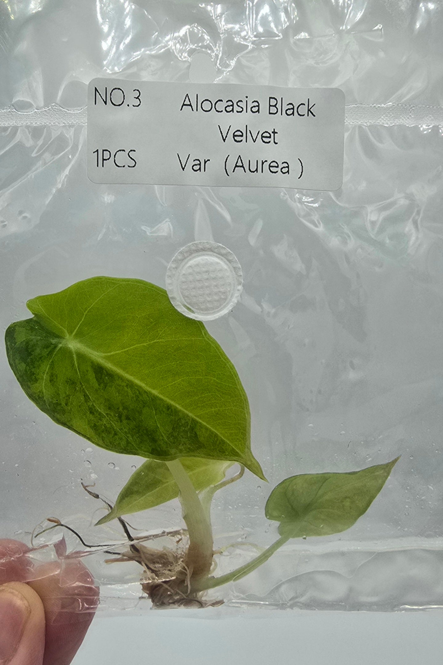 Alocasia Black Velvet Aurea Variegata