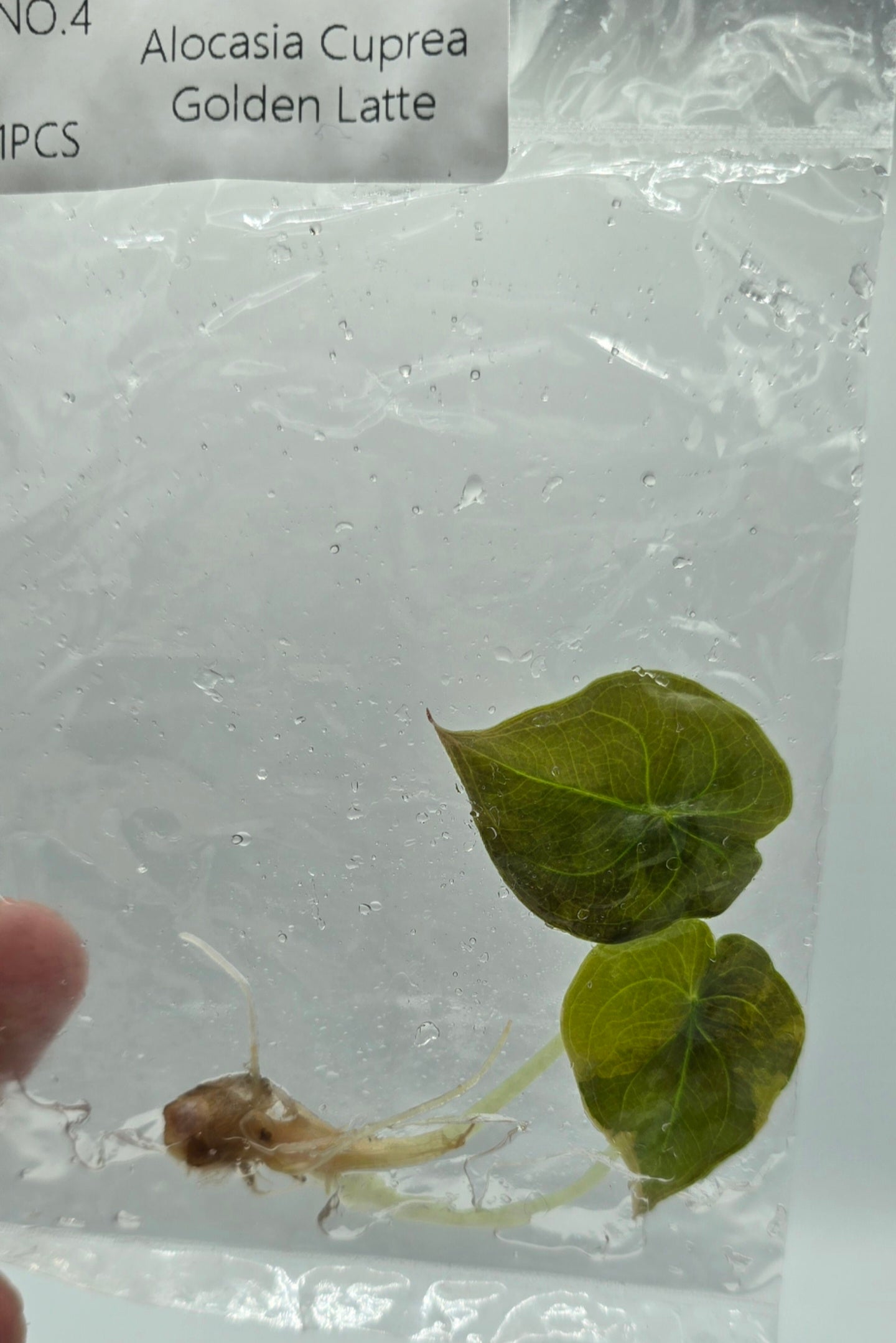 Alocasia Cuprea Golden Latte Variegata